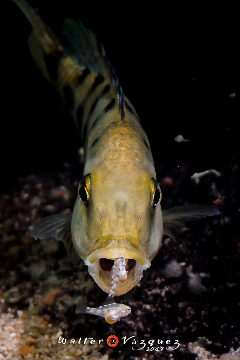 Fossorochromis rostratus